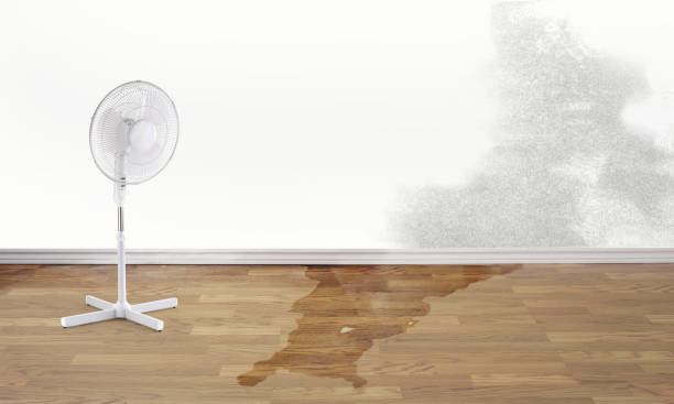 Best Ceiling water damage repair  in Selma, TX