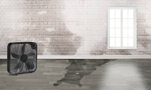 Best Flood restoration services  in Selma, TX